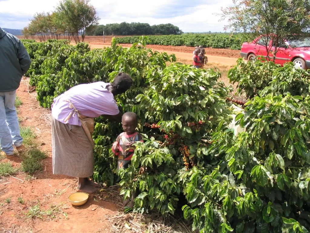 Кофе из Замбии: новый и горячий африканский хит Фото Кофе из Замбии: новый и горячий африканский хит Фото