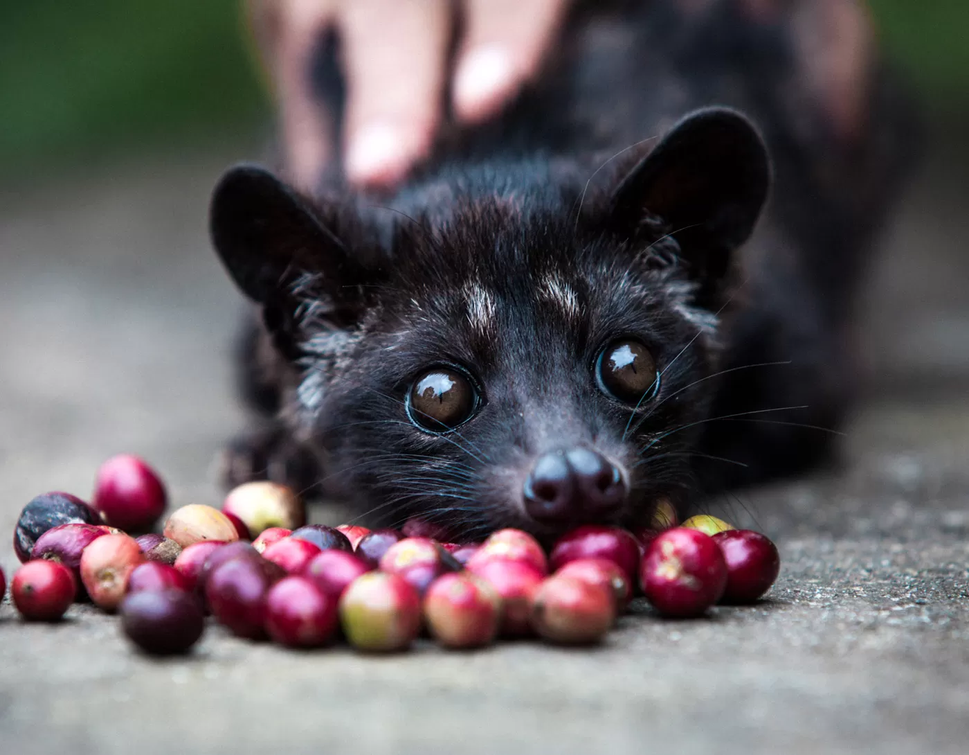 Кофе Копи Лувак с пикантным секретом: пейте и не задумывайтесь Фото
