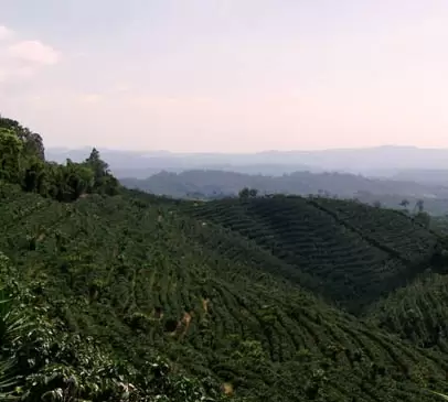 Кофе с острова Суматра (Индонезия) Фото