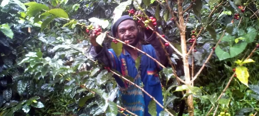 Кофе из Папуа Новой Гвинеи Фото