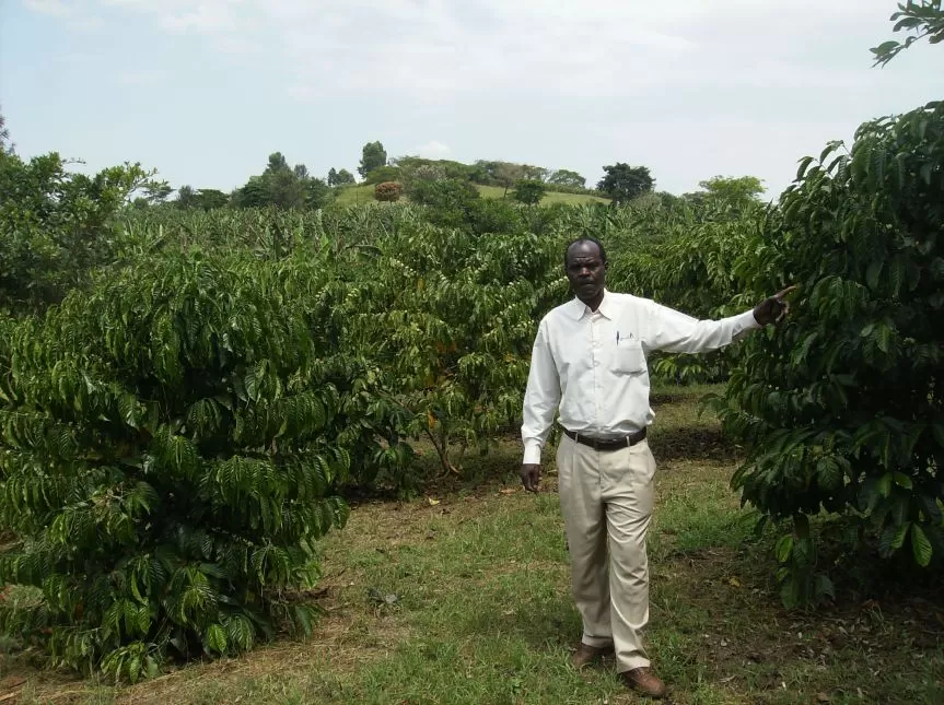 uganda-coffee-arabica