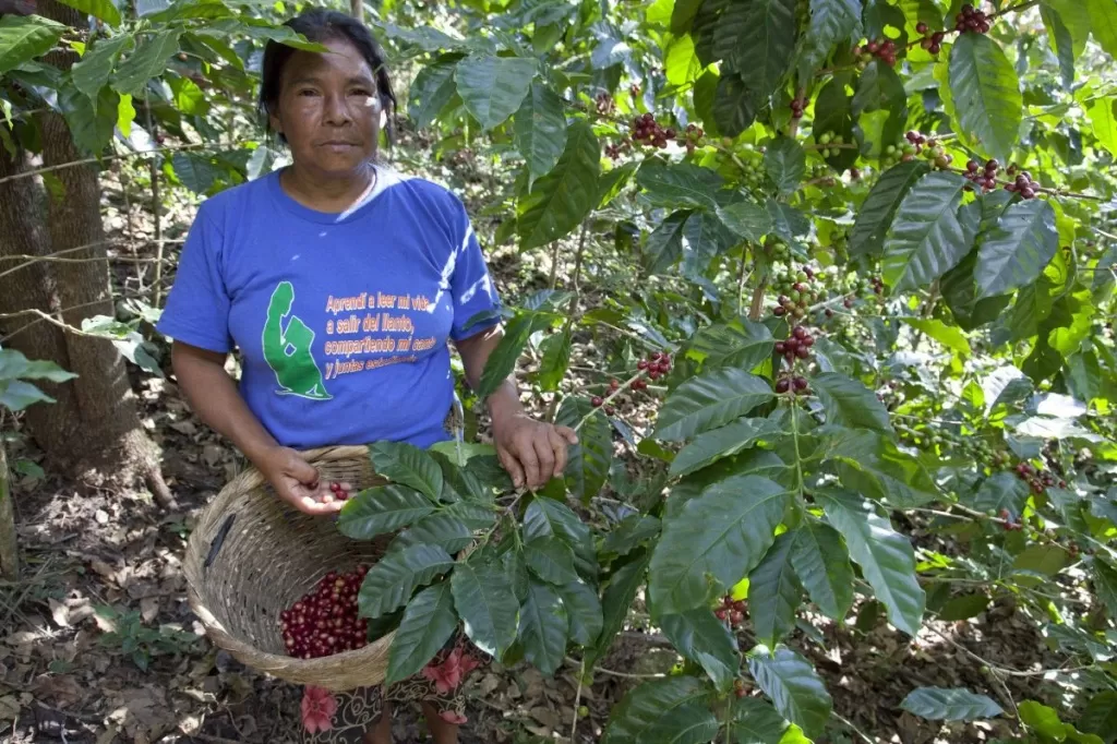 nicaragua_coffee_harvest.jpg