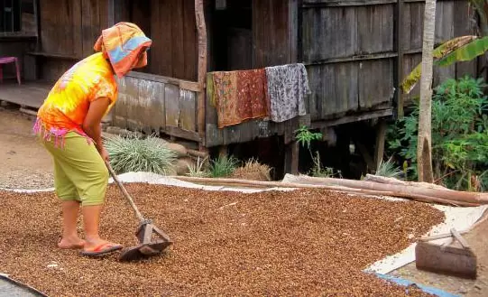 кофе индонезия суматра