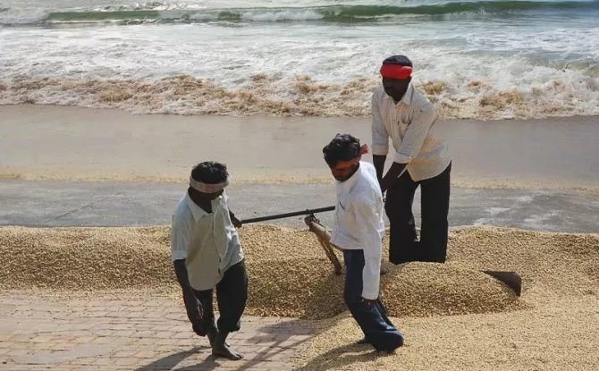Coffee_monsoon_Malabar.jpg