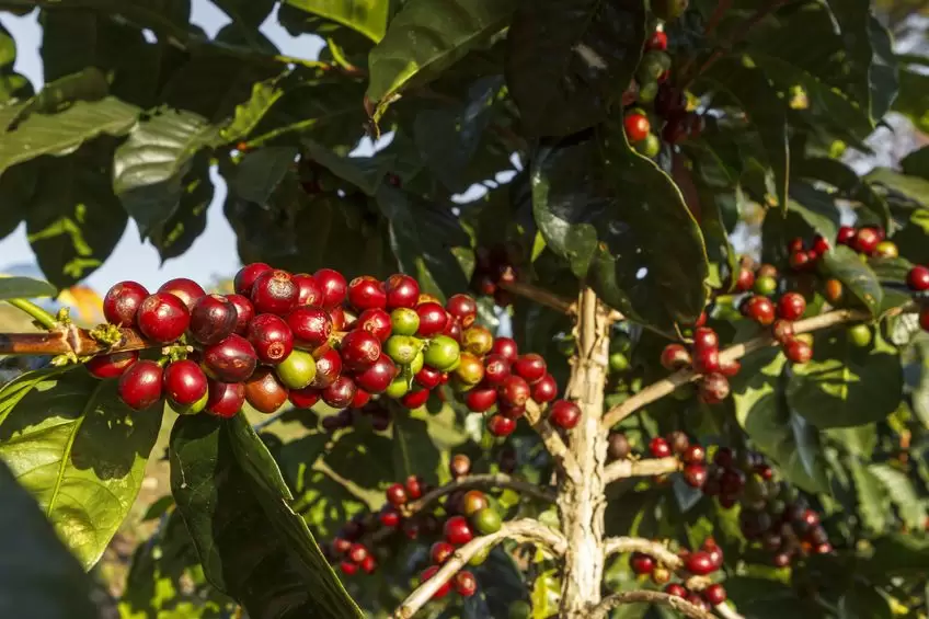 Robusta.jpg Robusta.jpg