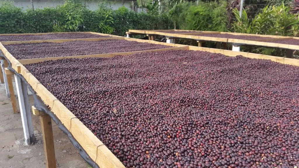 el-salvador-coffee