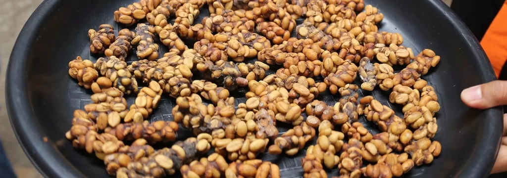 kopi-luwak-hero[1].jpg