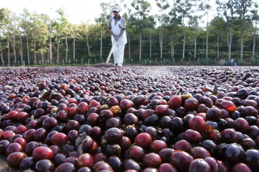 el-salvador-coffee