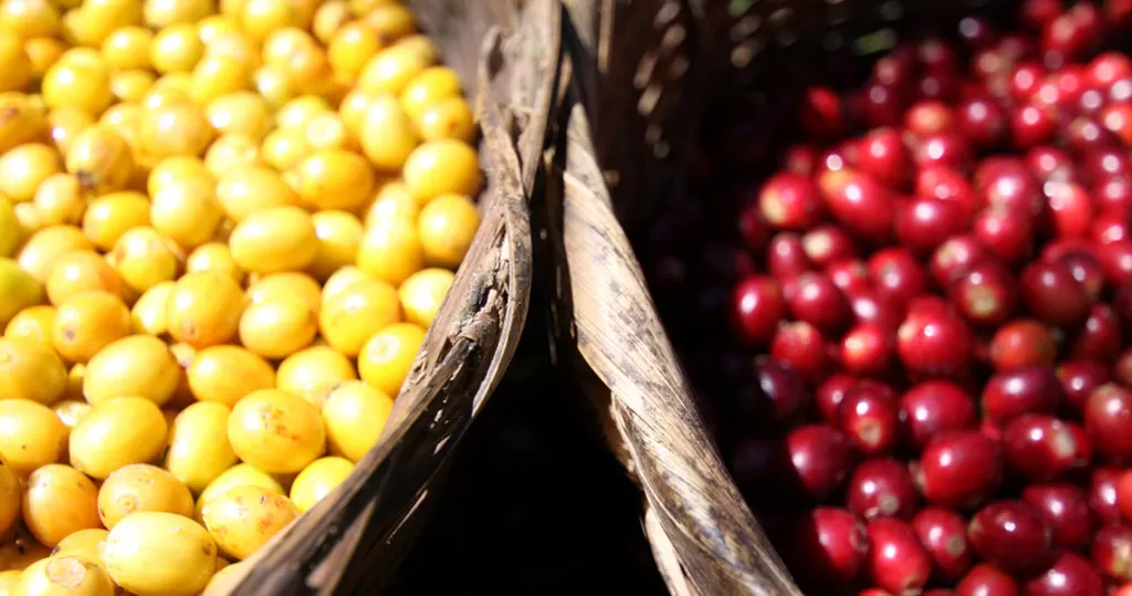 Бразильский кофе