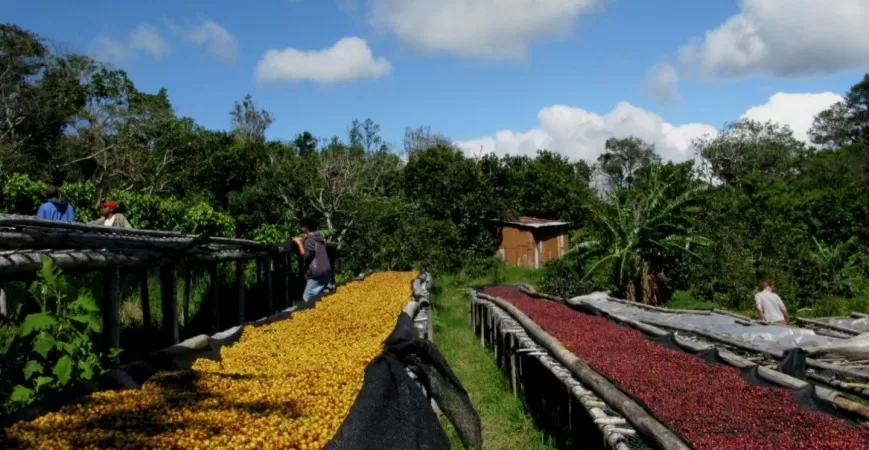 Бразильский кофе