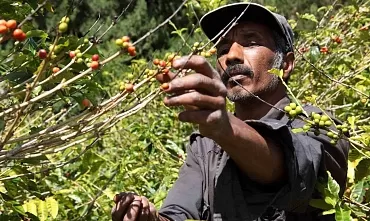 Как собирают кофе: способы и сложности Фото