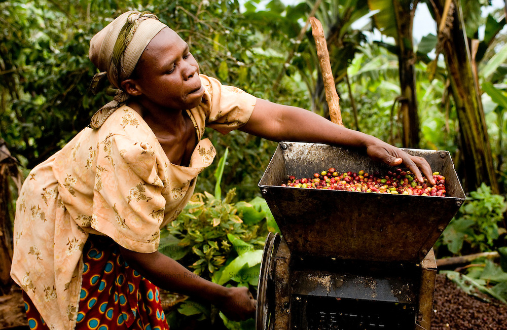 Кофе из Анголы: особенности и история возвращения на прилавки Фото