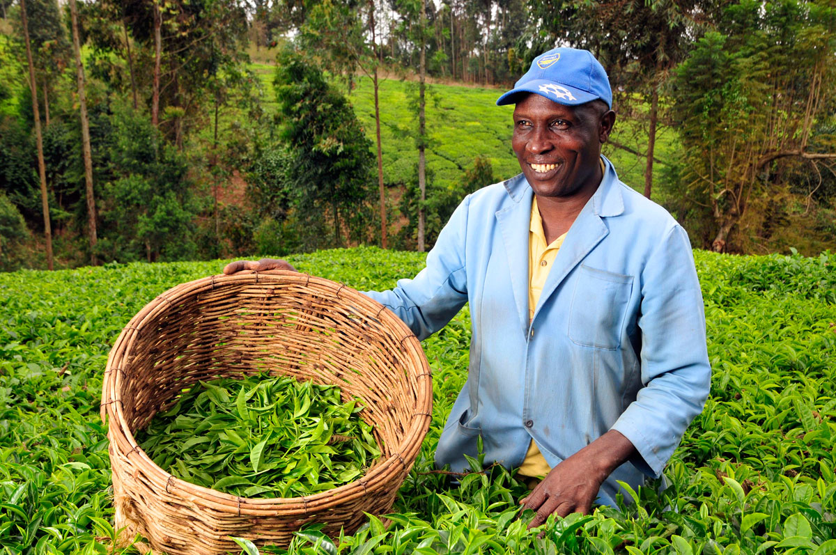 Кенийский чай: бодрящий напиток из Африки Фото