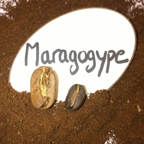 Ещё раз про самый популярный кофе Марагоджип Фото