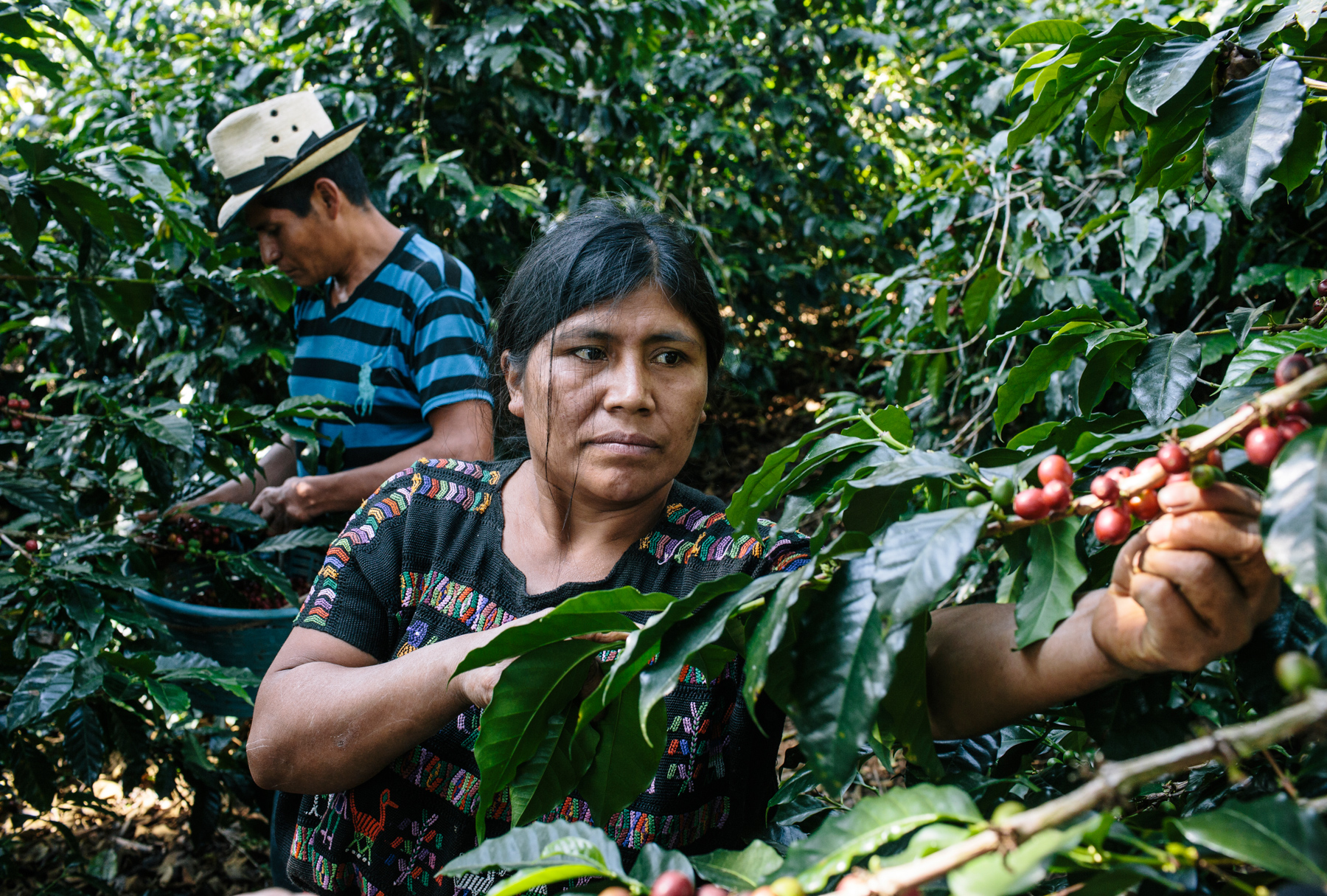 Кофе из Венесуэлы: вопреки кризису Фото