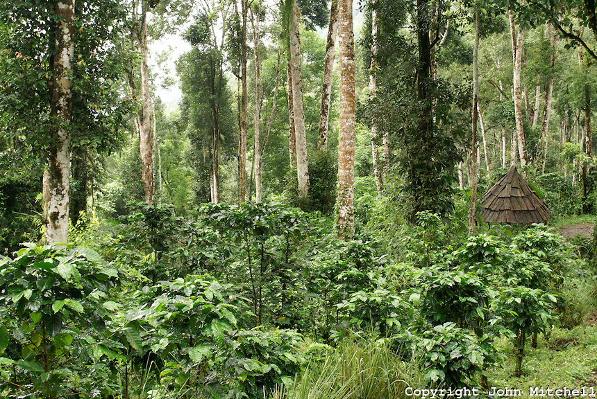 выращиваение в лесу кофе