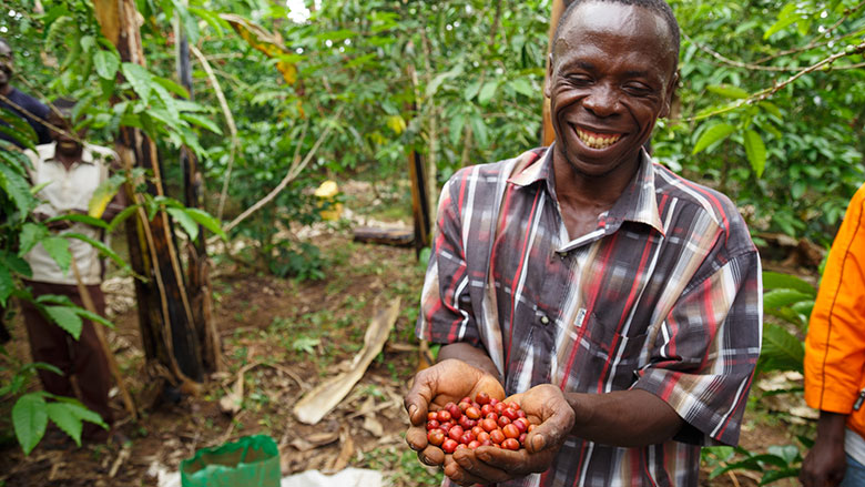 uganda-coffee-arabica
