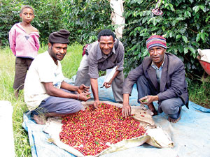 Coffee_PapuaNewGuinea.jpg