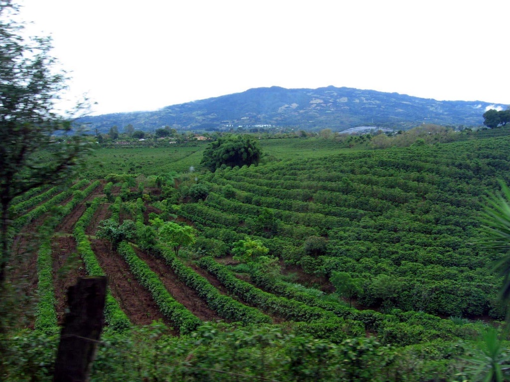 costa_rica_farms_coffee.jpg